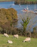 Week 44 - Sheep at Snapes Point #2.jpg