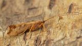 Caddis Fly - Limnephilus lunatus 12-11-22.jpg