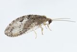 Lacewing - Wesmaelius quadrifasciatus 03-10-22.jpg