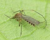 Summer Winter Gnat - Cladoneura hirtipennis 28-10-22.jpg
