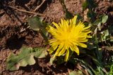 Dandelion - Taraxacum agg 02-01-22.jpg