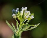 Shepherds Purse - Capsella bursa-pastoris 02-01-23.jpg