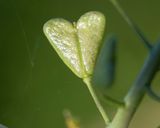 Shepherds Purse - Capsella bursa-pastoris seed pod 02-01-23.jpg