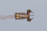 Week 04 - Teal male.jpg