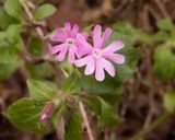 Red Campion - Slapton Ley 27-01-23.jpg
