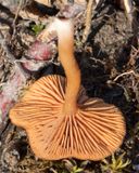 Naucoria agg 05-02-23 underside.jpg