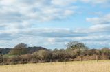 Andrews Wood - view from Car Park 09-02-23.jpg