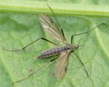 Cranefly - Lined-grey Bead - Ormosia lineata f 29-04-23.jpg