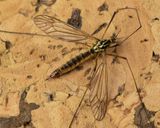 Cranefly - Nephrotoma appendiculata f 07-05-23.jpg