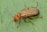 Cantharis cryptica 12-05-23 alt.jpg