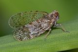 Lacehopper - Tachycixius pilosus 12-05-23.jpg