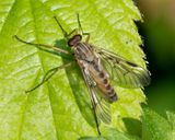Downlooker Snipe Fly - Rhagio scolopaceus m 13-05-23.jpg
