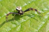 Misumena vatia m 13-05-23.jpg
