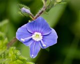 Week 20 - Germander Speedwell - Veronica chamaedrys.jpg