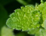 Germander Speedwell - Veronica chamaedrys - leaf.jpg