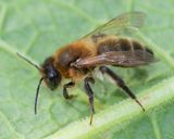 Chocolate Mining Bee - Andrena scotica 12-05-23.jpg