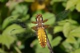 Broad-bodied Chaser - Libellula depressa f 20-05-23.jpg