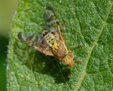 Picture-winged Fly - Chaetorellia jaceae 21-05-23.jpg