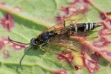 Sawfly - Phylloecus xanthostoma f poss 22-05-23.jpg