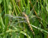 Black-tailed Skimmer - Orthetrum cancellatrum f 22-05-23 top.jpg