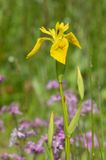 Yellow Iris - Iris pseudacorus 22-05-23.jpg