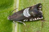 Micro moth - Grapholita compositella 22-05-23.jpg
