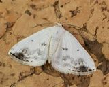 Moth - Clouded Silver - Lomographa temerata 22-05-23.jpg