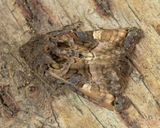 Moth - Small Angle Shades - Euplexia lucipara 22-05-23.jpg