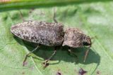 Agrypnus murinus 24-05-23 #2.jpg