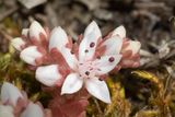 English Stonecrop - Sedum anglicum Soar Mill Cove 24-05-23.jpg