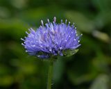 Sheeps-bit - Jasione montana - Soar Mill Cove 24-05-23.jpg