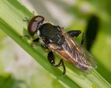 Tropidia scita m 25-05-23.jpg