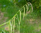 Pendulous Sedge - Carex pendula 25-05-23.jpg