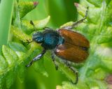 Garden Chafer - Phyllopertha horticola 26-05-23.jpg