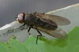 Cheilosia variabilis m 26-05-23.jpg