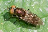 Riponnesia splendens 26-05-23.jpg