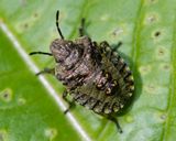 Red-legged Shieldbug - Pentatoma rufipes nymph 26-05-23.jpg