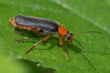 Cantharis pellucida 26-05-23 #2.jpg