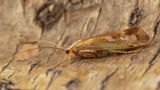 Caddis Fly - Limnephilus marmoratus 28-05-23.jpg