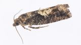 Moth - Epinotia immundana 28-05-23.jpg