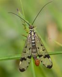 Scorpion Fly - Panorpa communis m 28-05-23.jpg