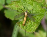 Week 22 - Cranefly - Nephrotoma flavescens f 03-06-23.jpg
