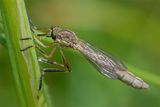 Week 22 - Striped Slender Robberfly - Leptogaster cylindrica 03-06-23.jpg