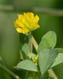 Lesser Trefoil - Trifolium dubium 03-06-23.jpg