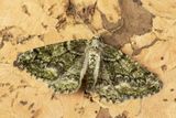 Brussels Lace Moth - Cleorodes licjenaria 03-06-23.jpg