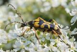 Black & Yellow Longhorn Beetle - Rutpela maculata 14-06-23.jpg