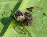 Sawfly - Abia fasciata 14-06-23.jpg