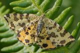 Speckled Yellow Moth.jpg