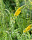 Agrimony - Argimonia eupatoria 16-06-23.jpg