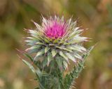 Musk Thistle - Carduus nutans 16-06-23.jpg